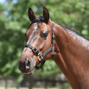 Eurohunter Essential Halter (EH72SA006)