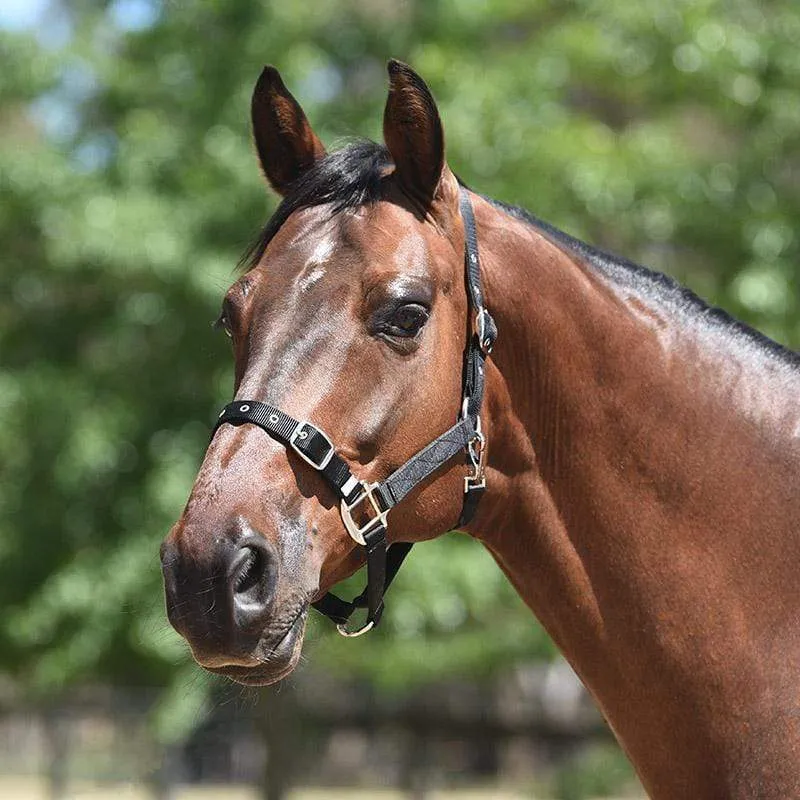 Eurohunter Essential Halter (EH72SA006)