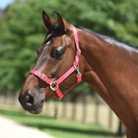Eurohunter Essential Halter (EH72SA006)