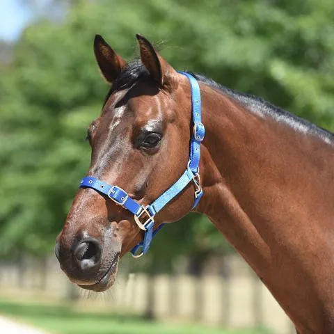 Eurohunter Essential Halter (EH72SA006)