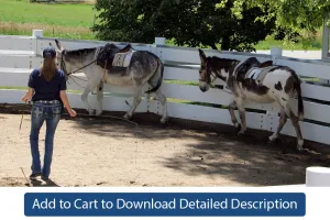 Training Tip - #122 Groundwork for Donkeys